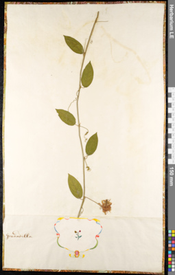 LE 01091324