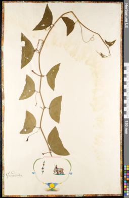 LE 01091325
