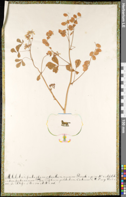 LE 01091338