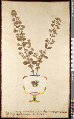 LE 01091351