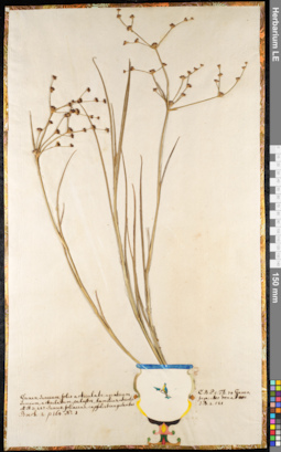 LE 01091370