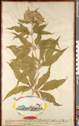 LE 01091430
