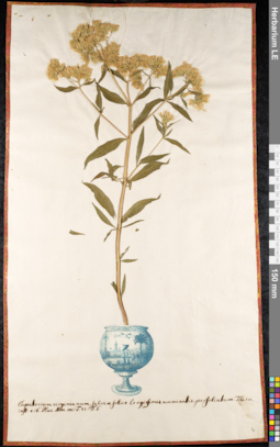 LE 01091432