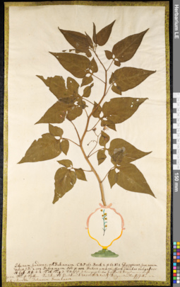LE 01091461