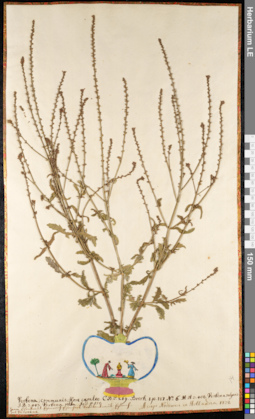 LE 01091503