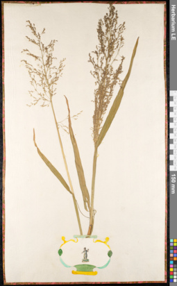 LE 01091508
