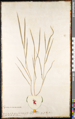 LE 01091513