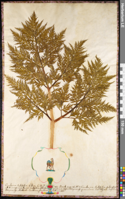 LE 01091521