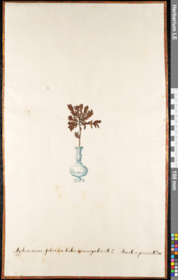 LE 01091541