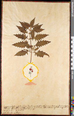 LE 01091576