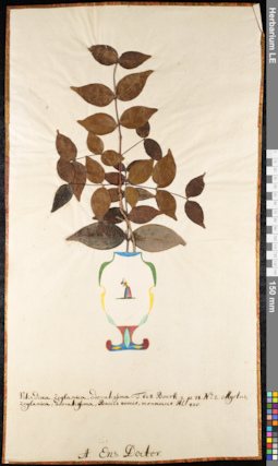 LE 01091577