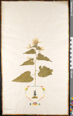 LE 01091617