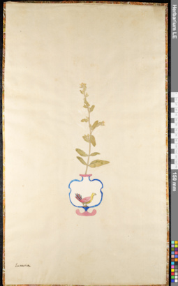 LE 01091618