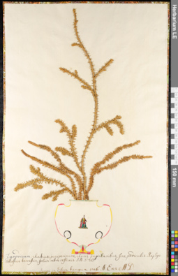 LE 01091675