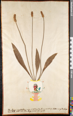 LE 01091681