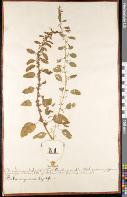 LE 01091702