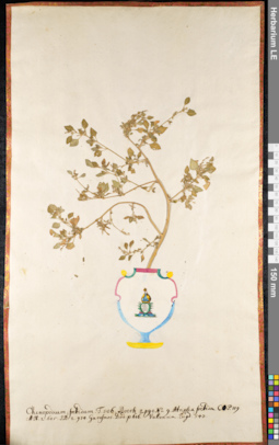 LE 01091705