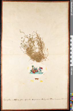 LE 01091717