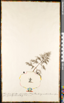 LE 01091742