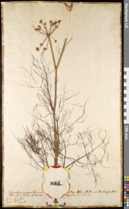 LE 01091743