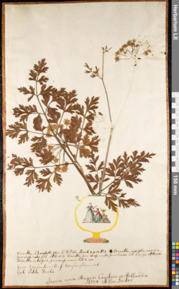 LE 01091750