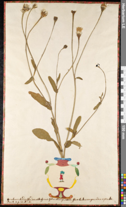 LE 01091981