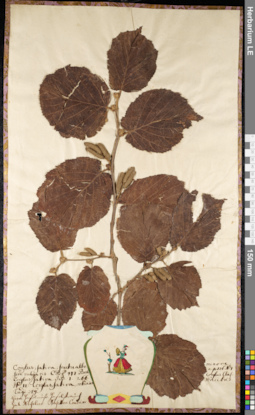 LE 01092041