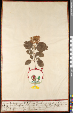 LE 01092055