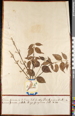 LE 01092057