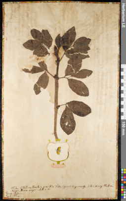 LE 01092106