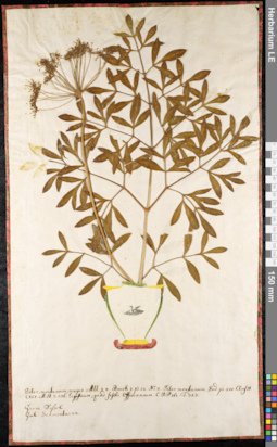 LE 01092117