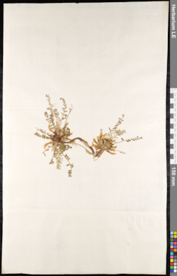 LE 01092194