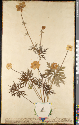 LE 01092306
