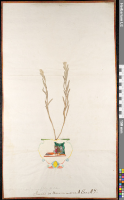 LE 01092418