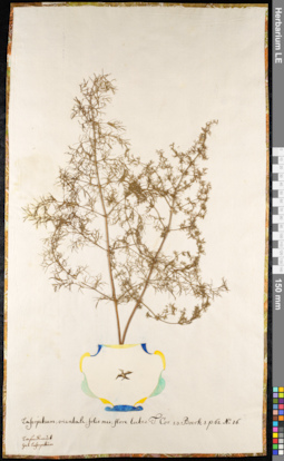 LE 01092464