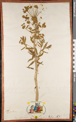 LE 01062938